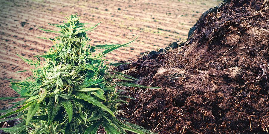 Estiércol U Orina Abono Cannabis