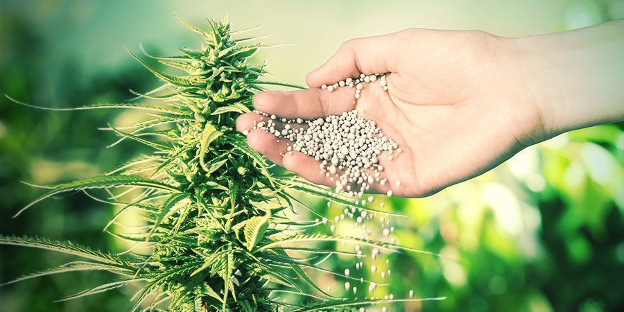 ¿QUÉ SON LOS FERTILIZANTES Y POR QUÉ SON IMPORTANTES PARA EL CANNABIS?