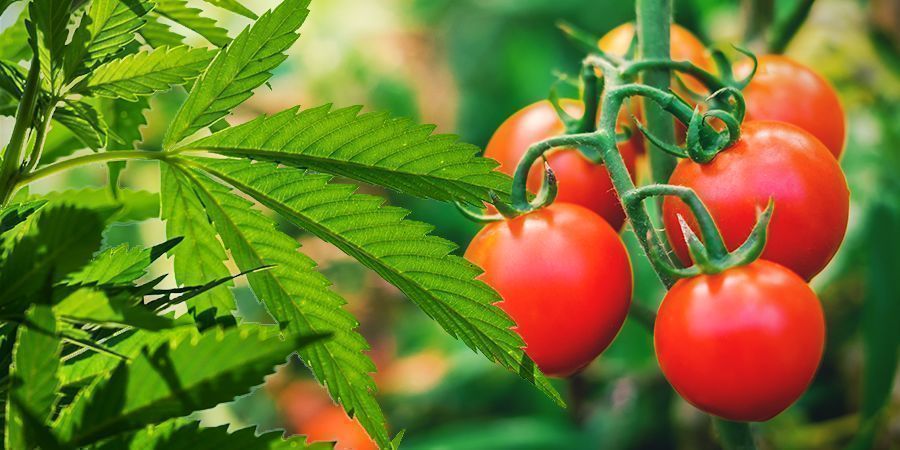 CÓMO CAMUFLAR LAS PLANTAS DE MARIHUANA