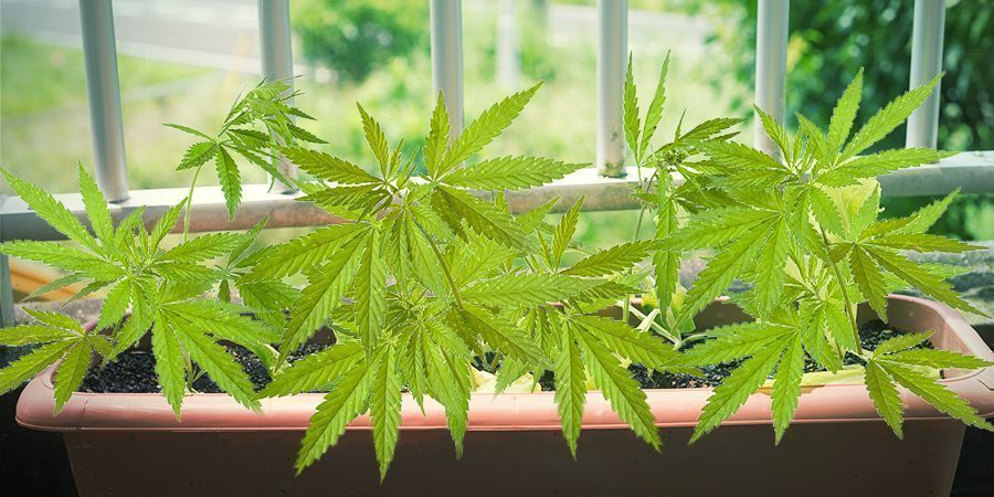Requisitos De Variedades Para Cultivar Marihuana En Balcones O Terrazas