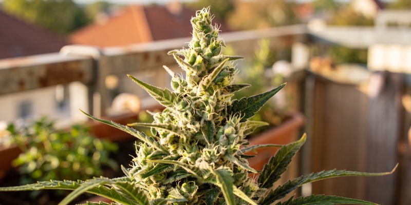 Sweet Skunk Auto (Sweet Seeds)