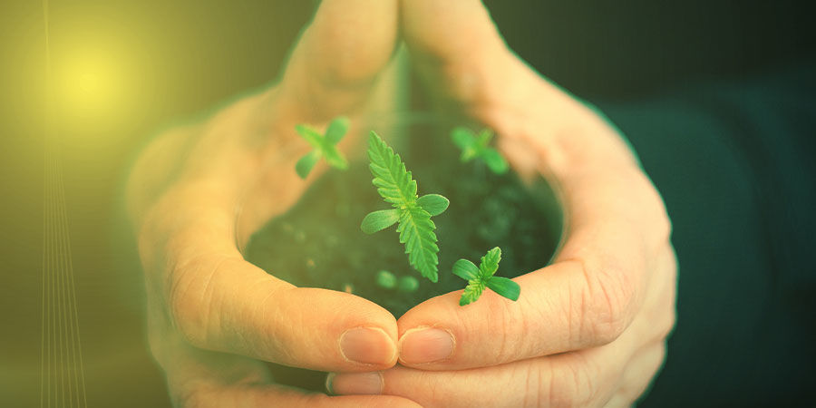 CÓMO CULTIVAR LA COOKIES KUSH