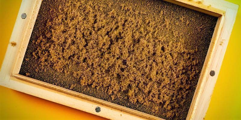 Hachís dry sift: ¿qué es?