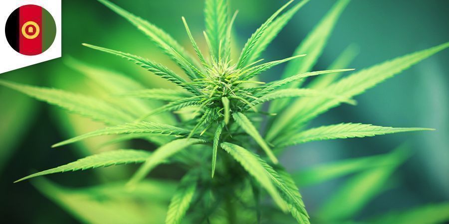 Afgana Cannabis