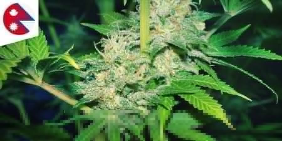 NEPALÍ Cannabis