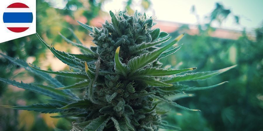 Tailandesa Cannabis