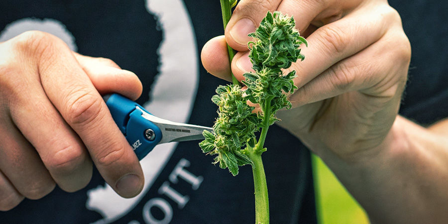TIJERAS DE PODAR para cosechar marihuana