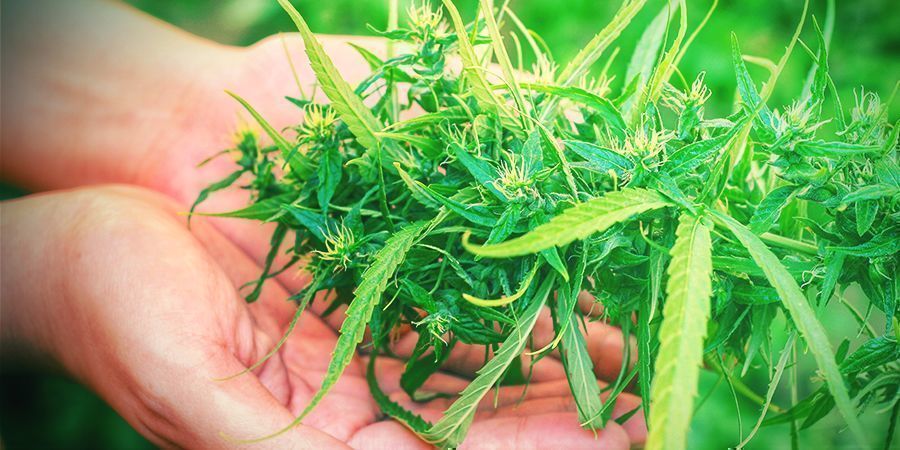 ¿Por Qué La Cosecha Es Una Fase Crucial Del Cultivo De Cannabis?