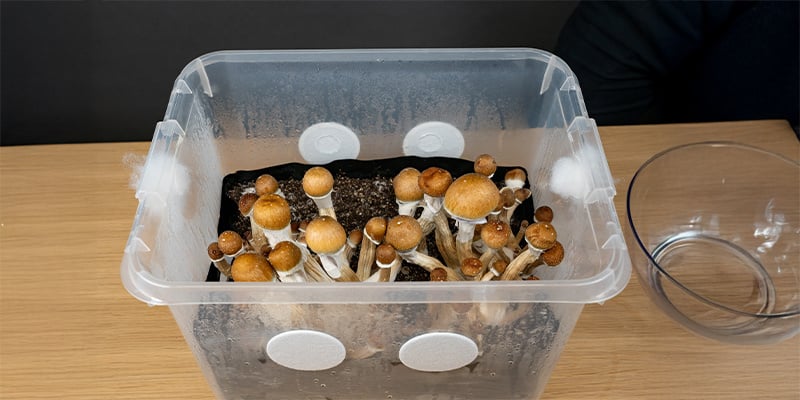 Cómo funcionan los monotubs y por qué son ideales para cultivar setas
