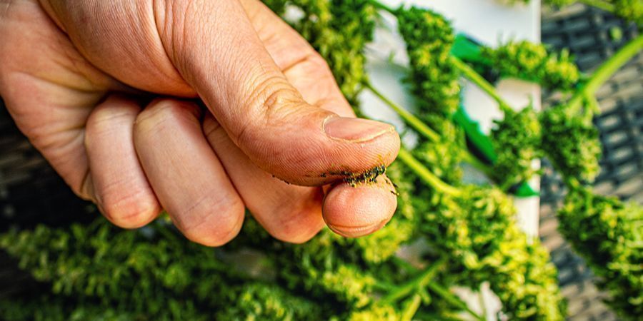 ¿Cuáles Son Las Mejores Variedades De Marihuana Para Hacer Jelly Hash?