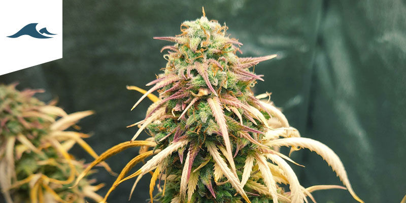 Best Cannabis Strains To Grow In A Maritime Climate