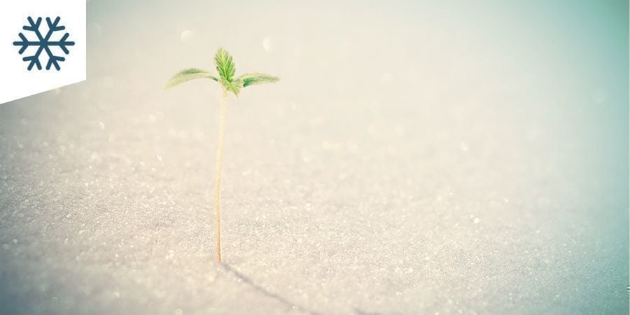 Cultivar Marihuana En Un Clima Frío