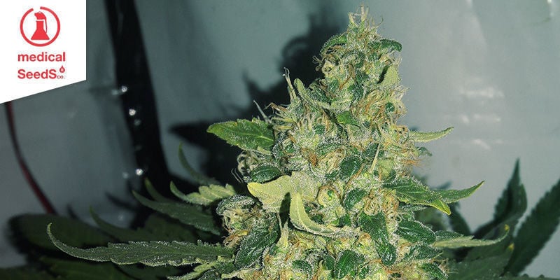 Jack la Mota (Medical Seeds)