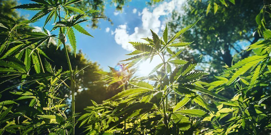 Otros consejos para el cultivo de plantas de cannabis altas