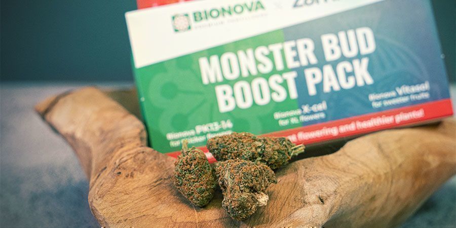 ¿Qué Es el Monster Bud Boost Pack?