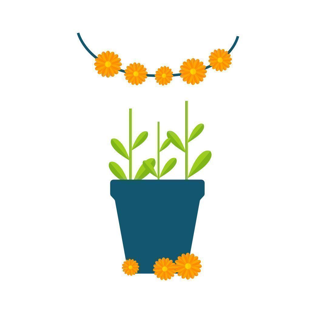 CONSEGUIR LAS FLORES