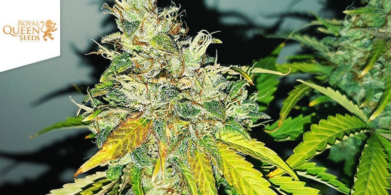 ROYAL CHEESE AUTOMATIC (ROYAL QUEEN SEEDS)