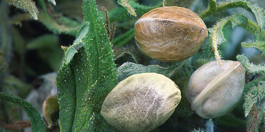 Ventajas De La Sal De Epsom: Mejora La Absorción De Nutrientes