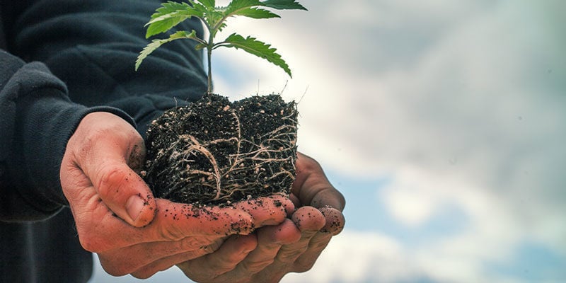 Poda Aérea - Cultivo De Plantas De Marihuana