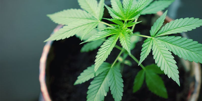 Drenaje - Cultivo De Plantas De Marihuana