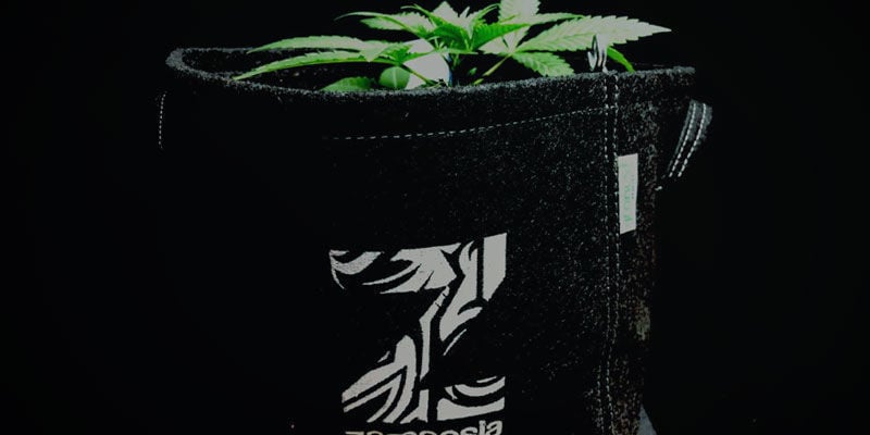 Son Fuertes - Cultivo De Plantas De Marihuana