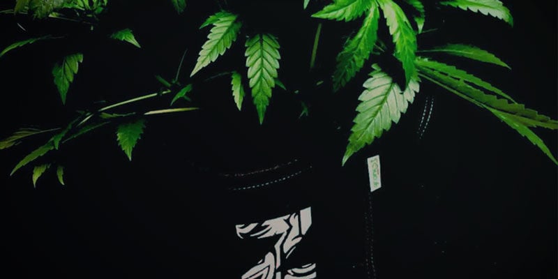Flexibilidad - Cultivo De Plantas De Marihuana