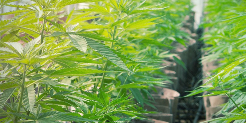 Son Ideales Para Hidroponía - Cultivo De Plantas De Marihuana