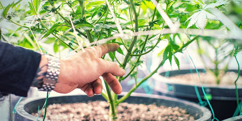 Más Oxígeno - Cultivo De Plantas De Marihuana