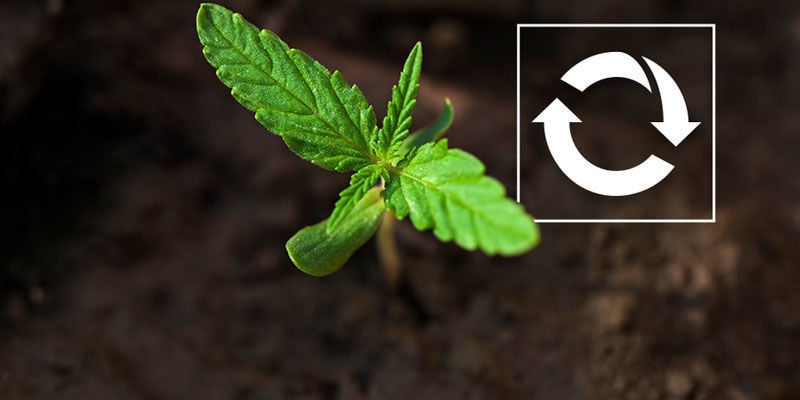 Son Reutilizables - Cultivo De Plantas De Marihuana