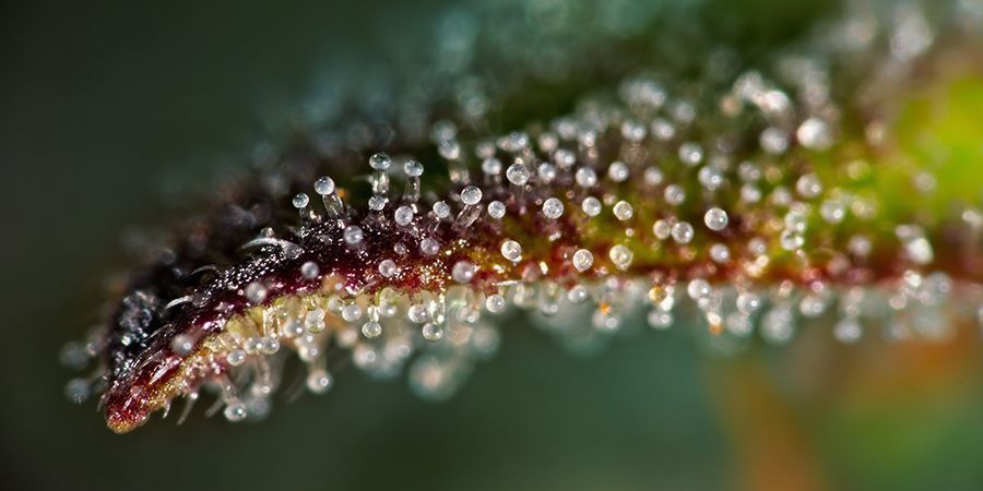 Cosecha En El Momento Adecuado Las Plantas de Cannabis