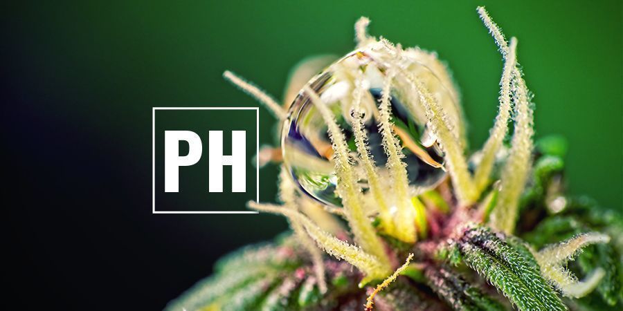 Optimizar Cannabis Los Niveles De PH