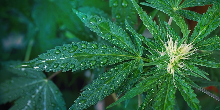 Riega Correctamente Tus Plantas Marihuana