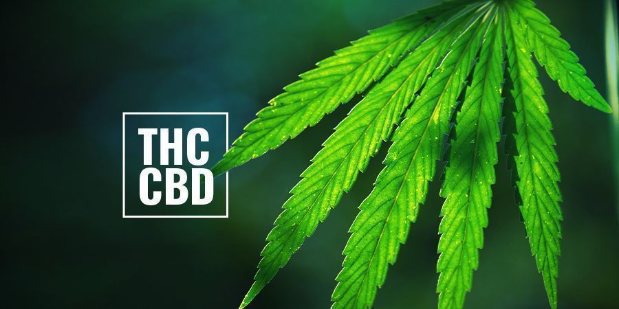 Plantas De Cannabis Con Alto Contenido De THC/CBD