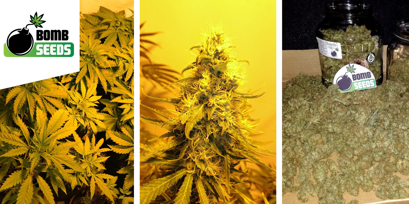 Big Bomb: Bomb Seeds Big Bomb: Bomb Seeds