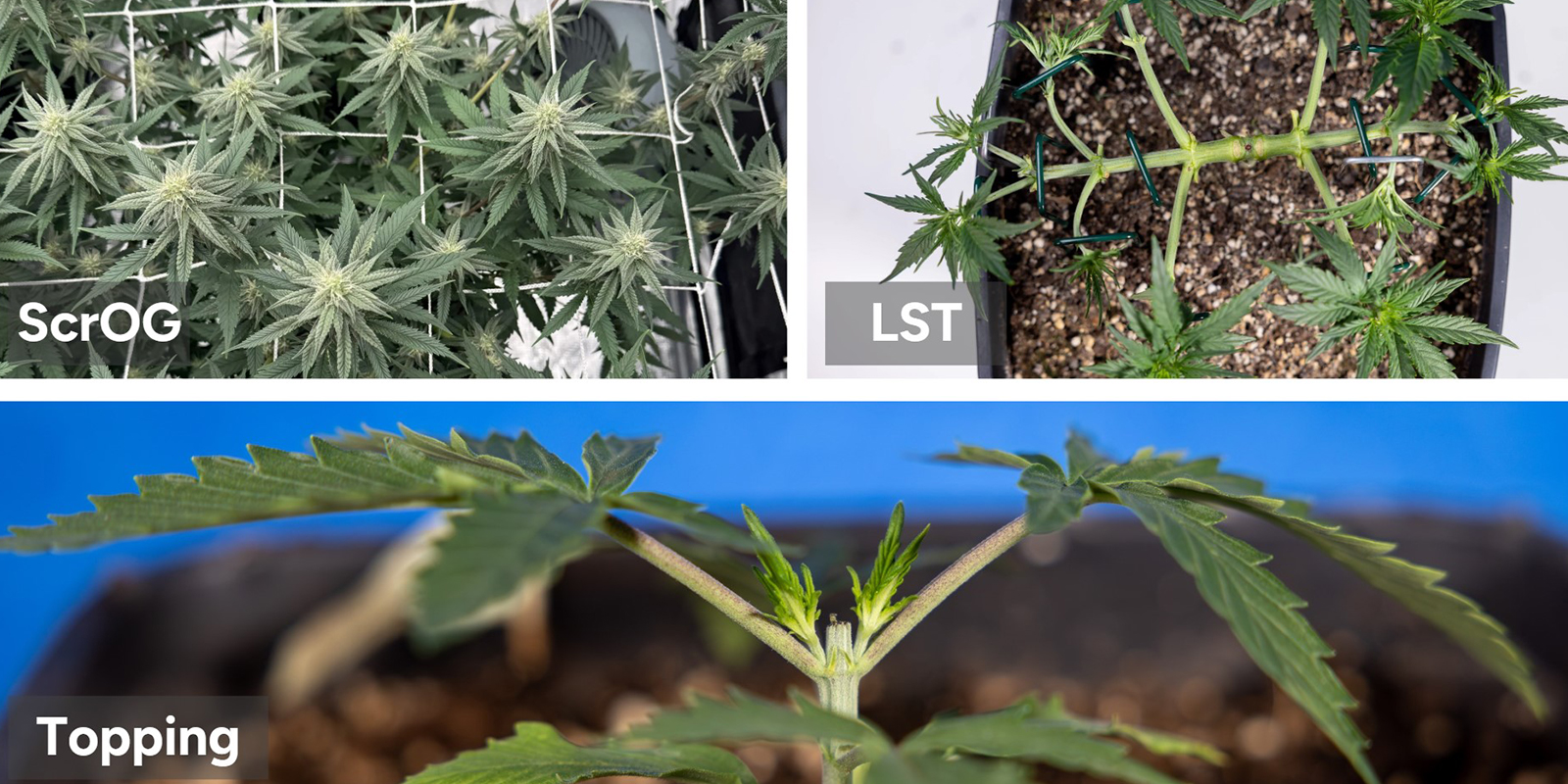 Técnicas probadas para cosechas XXL