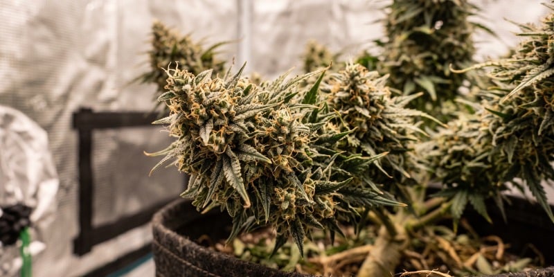 Lemon OG Candy: Philosopher Seeds Lemon OG Candy: Philosopher Seeds