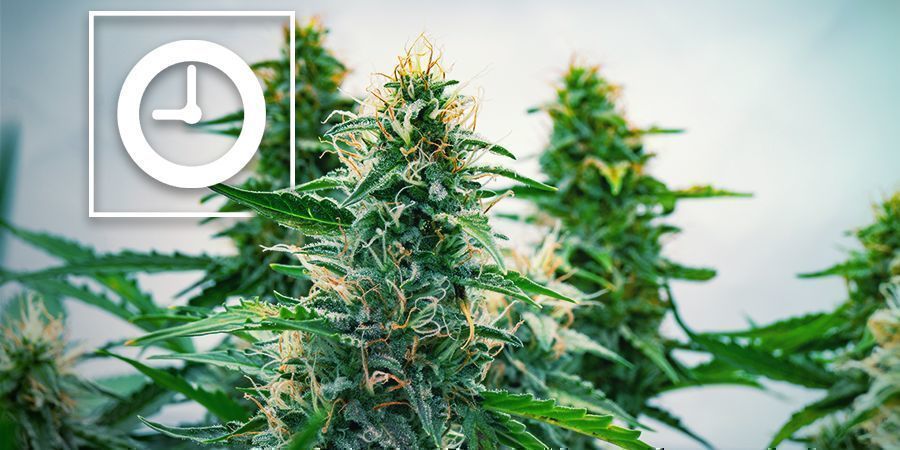 ¿Cómo Funcionan Las Plantas De Cannabis Autoflorecientes?