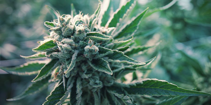 ¿Qué Es La Marihuana Autofloreciente?