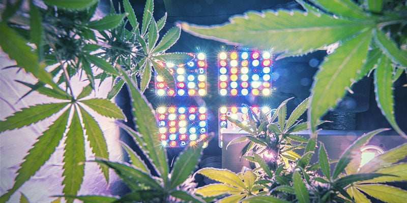 Cómo Calcular La Cantidad Correcta De Luz Para Las Plantas De Marihuana