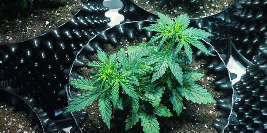 Aísla E Inspecciona Minuciosamente Las Nuevas Plantas De Tu Cultivo