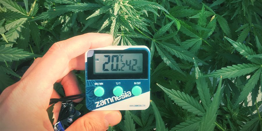 Niveles Óptimos De Humedad Para Las Plantas De Marihuana