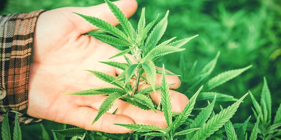 ¿Por Qué Es Importante La Humedad Para El Cannabis?