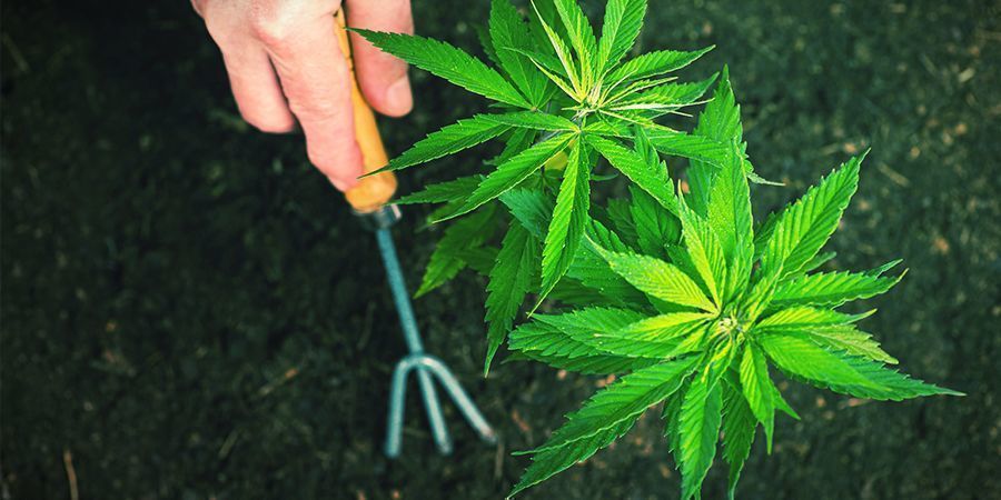 ¿Cómo Trasplantar Las Plantas De Cannabis Autoflorecientes?