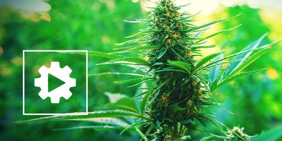 Entendiendo Las Plantas De Cannabis Autoflorecientes