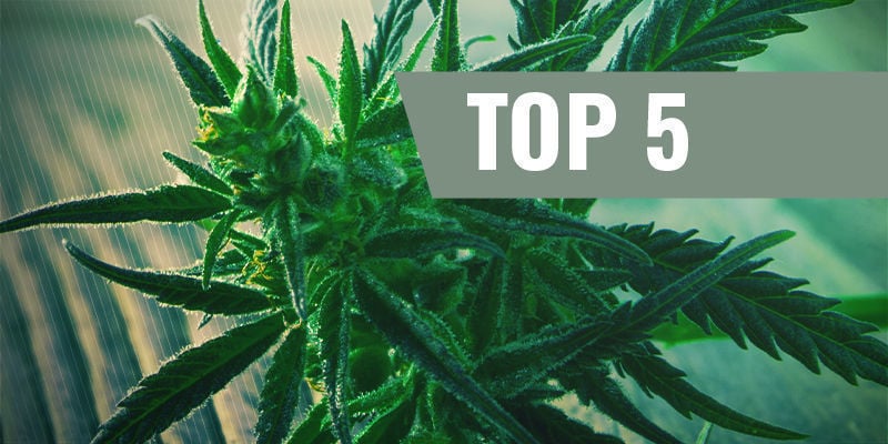 Las 5 Mejores Variedades De Marihuana De Floración Rápida