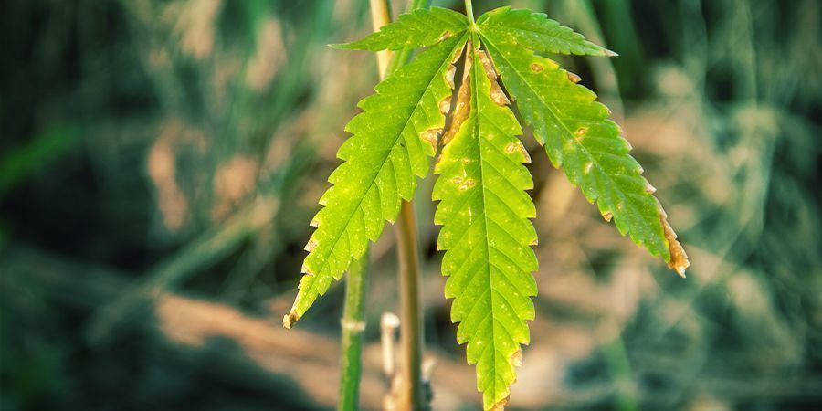 TIERRA - FOMENTA LA SALUD DE LAS PLANTAS