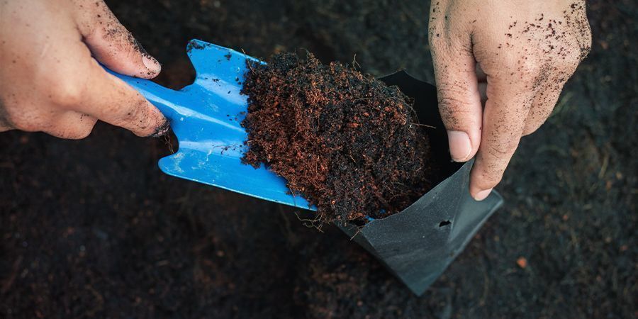 POR QUÉ NO PUEDES UTILIZAR CUALQUIER TIERRA PARA TUS PLANTAS DE CANNABIS