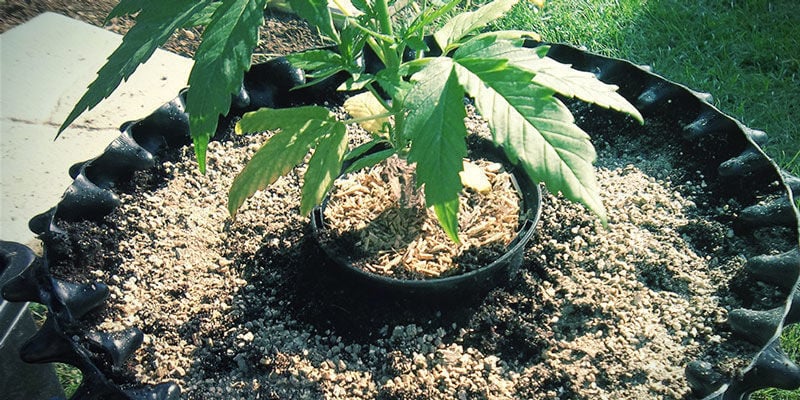 Vermiculita