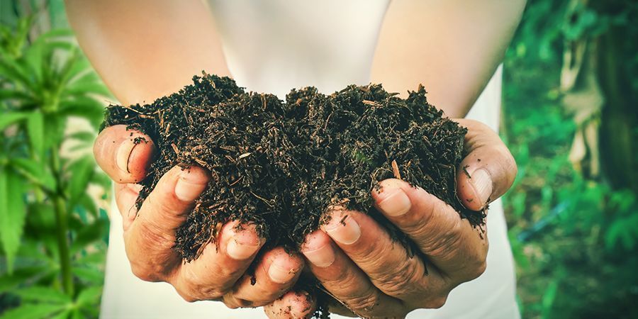 CÓMO HACER TU PROPIO COMPOST PARA PLANTAS DE CANNABIS