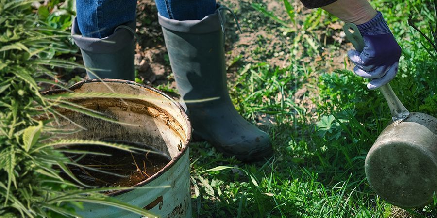 Cómo Usar Compost Casero Para Tu Cultivo De Marihuana